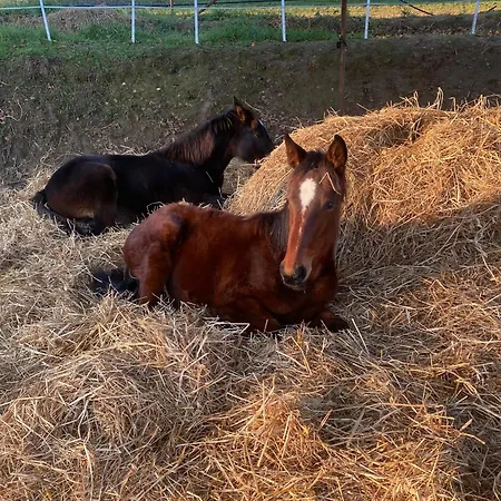 Dimora Filippo Vakantieboerderij *